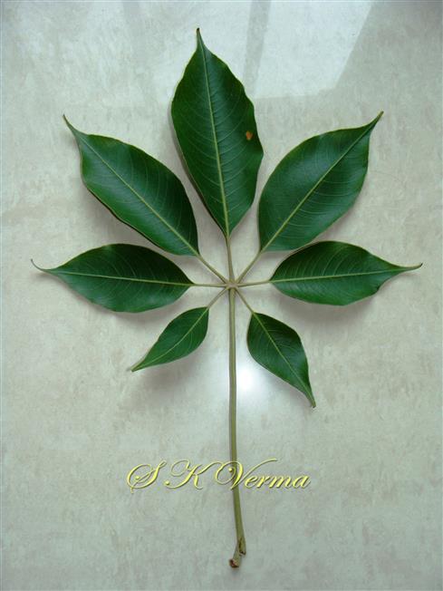 Leaf (Adaxial view)